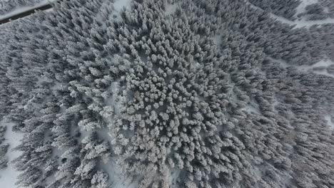 Vertical-aerial-view-over-a-snowy-forest-in-the-french-alps,-la-plagne.